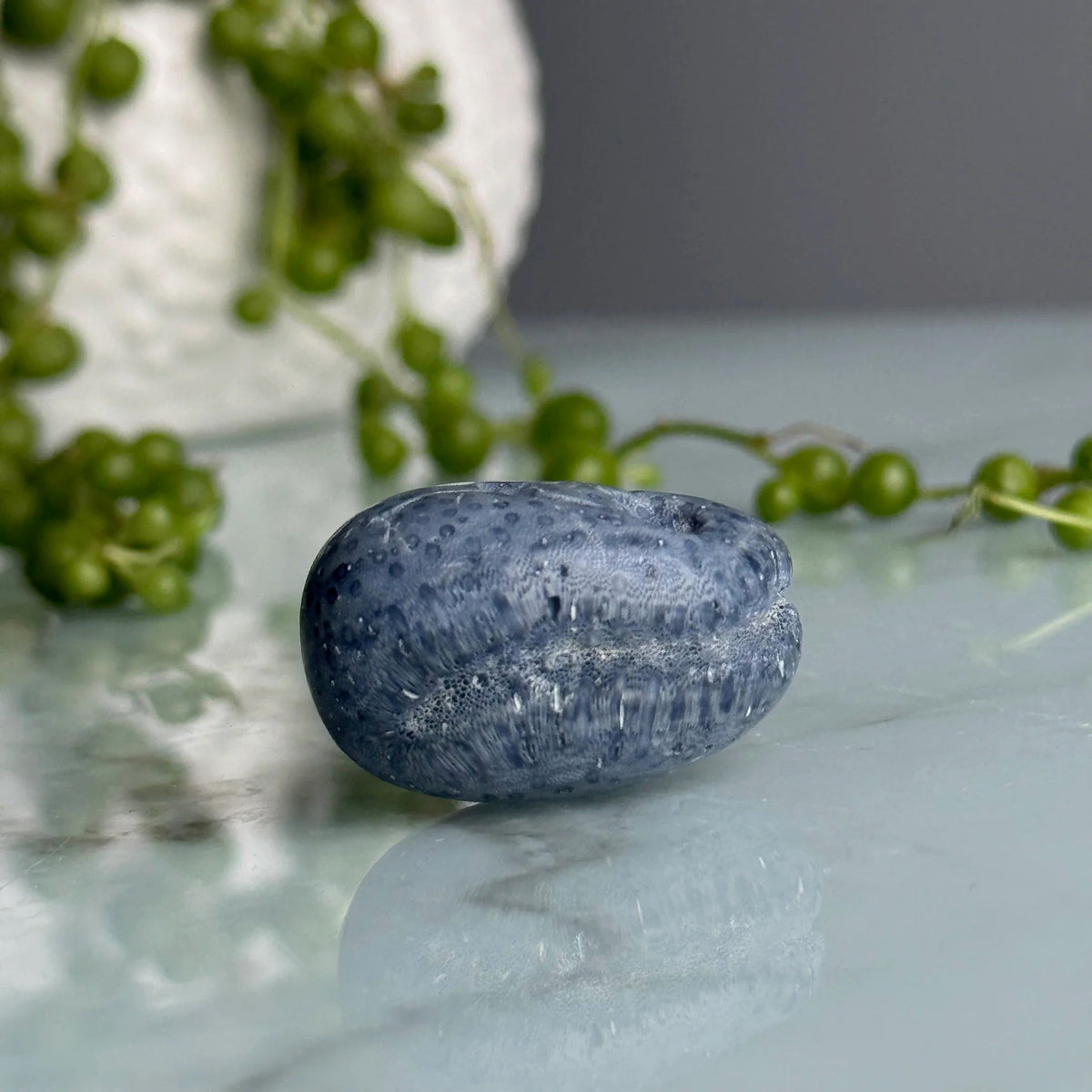 Blue coral tumbled pocket stone on a pale surface with a green string-of-pearls plant – Wholehearted Crystal Creations