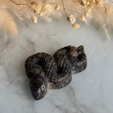 Que Sera Snake Specimen