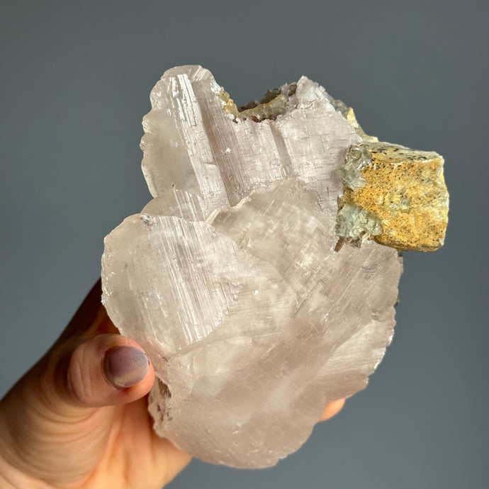 RARE Etched Pagoda Calcite Clamshell Specimen with Fluorite Inclusions (UV Reactive) (PA5)