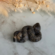 Que Sera Snake Specimen