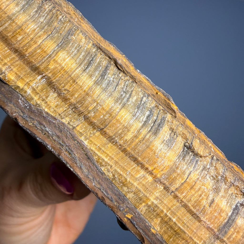 Tiger's Eye (Raw) Crystal Specimen – Wholehearted Crystal Creations