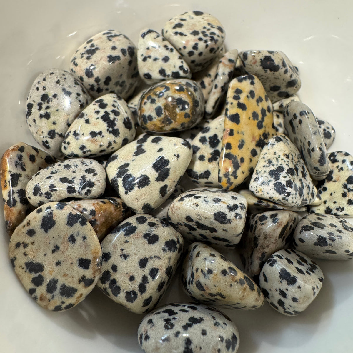 Dalmatian Jasper Tumbled Pocket Stone Crystal Specimen ($2-$5)
