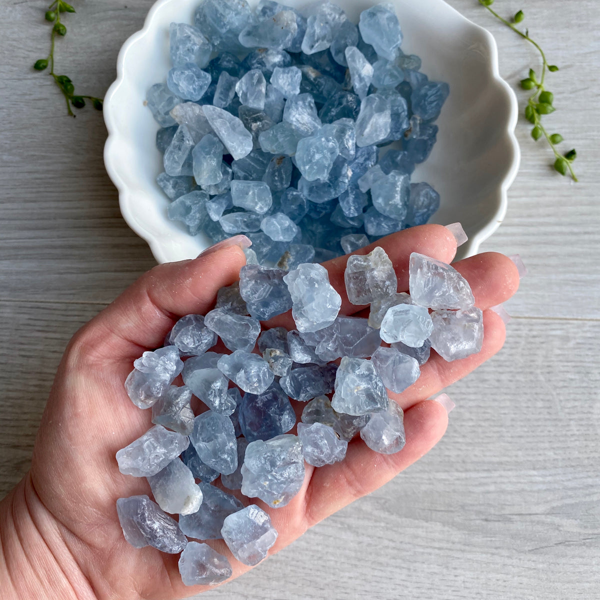 Celestite Raw Pocket Stone Specimen Small – Wholehearted Crystal Creations