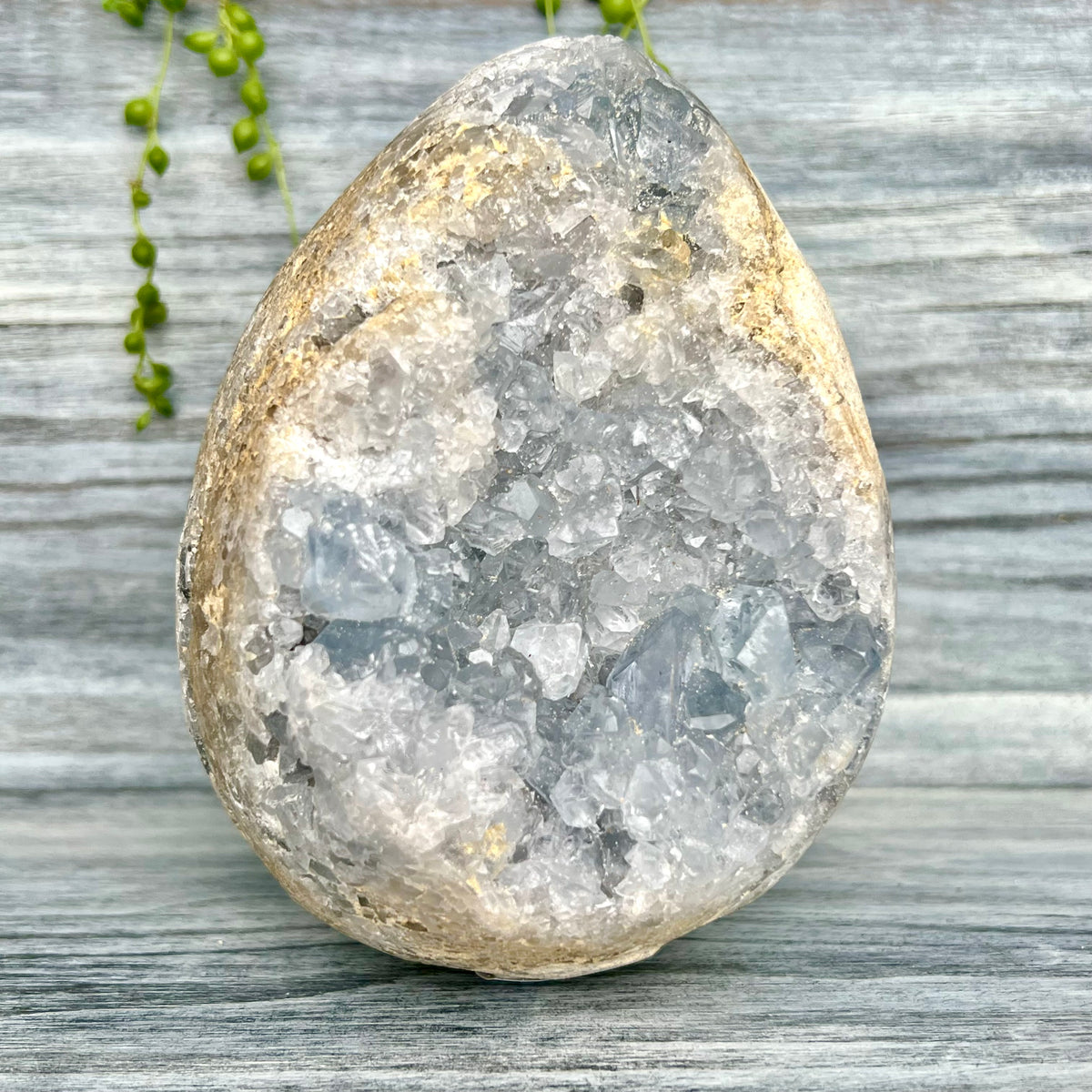 Celestite Geode Raw Crystal Specimen – Wholehearted Crystal Creations