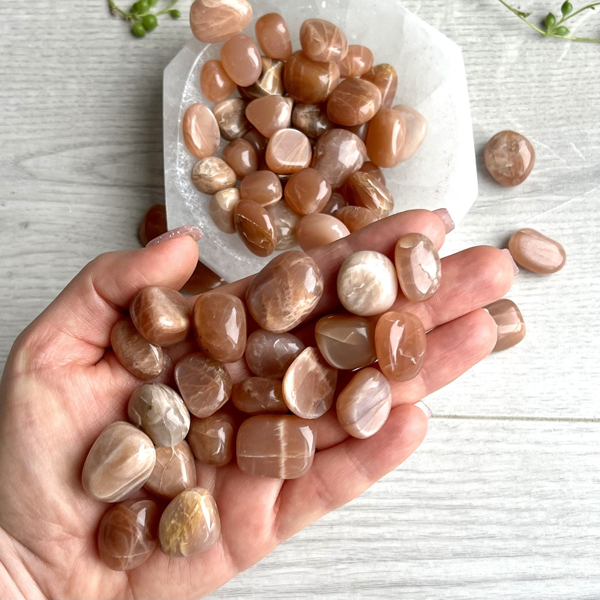 Moonstone Medium Tumbled Pocket Stone Specimen – Wholehearted Crystal Creations