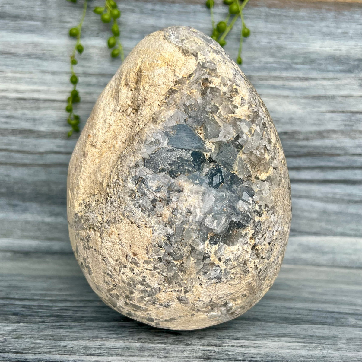 Celestite Geode Raw Crystal Specimen – Wholehearted Crystal Creations